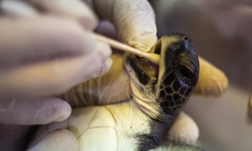 Mayo Proves To Be A Miracle For Endangered Turtles