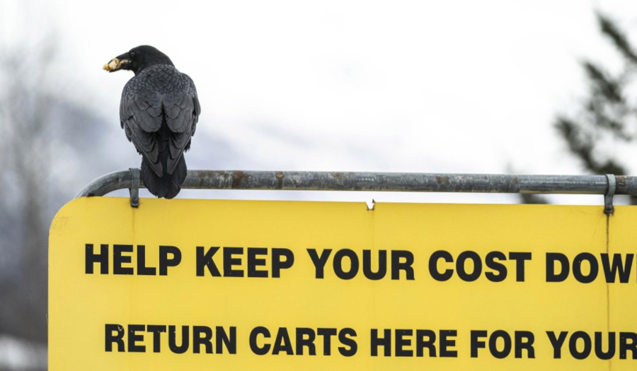 Some Alaska Costco Shoppers Say Ravens Steal Their Groceries