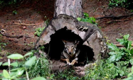 Government Releases Two More Endangered Red Wolves In NC