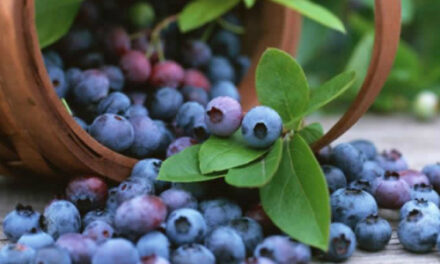Free Blueberry Pruning Watch Party & Discussion On March 15