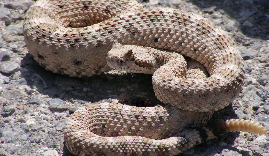 Man Bitten While Using Barbecue Tongs To Remove Rattlesnake