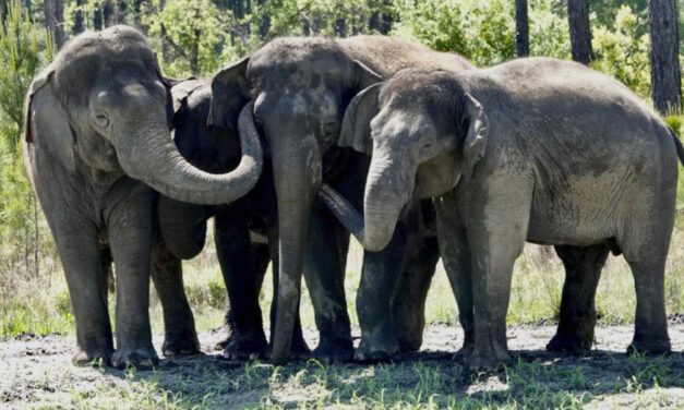 Former Circus Elephants Begin To Arrive At Florida Sanctuary