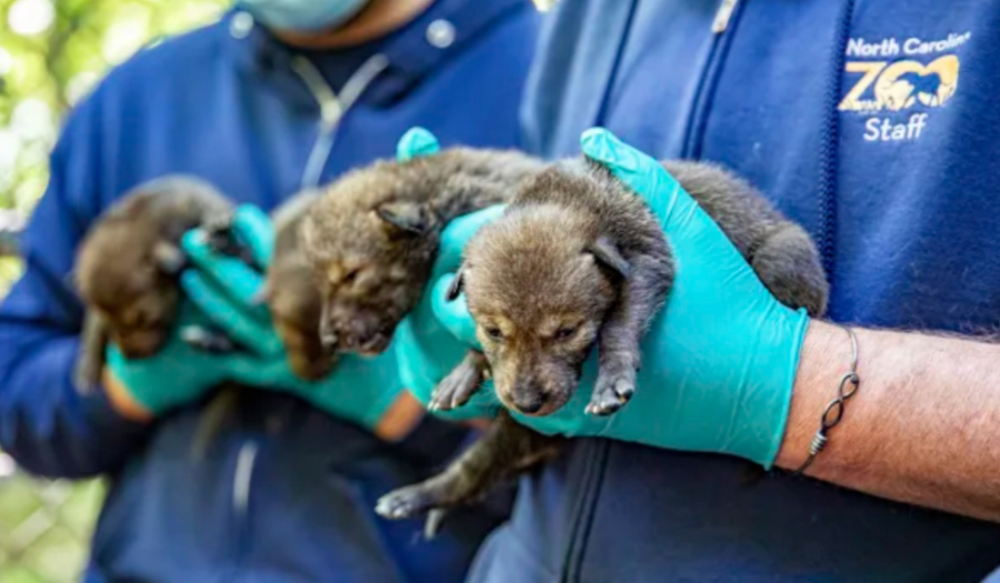 Endangered Red Wolves Born At North Carolina Zoo, Doing Well