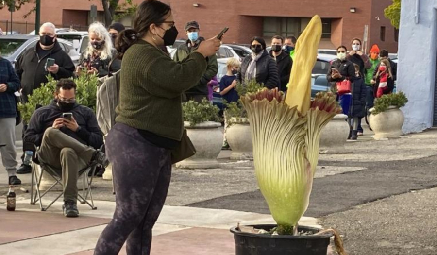 Hundreds In California Line Up For Blooming ‘Corpse Flower’