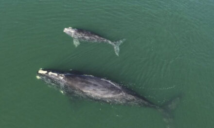 Drone Video Shows Endangered Whales Appearing To Embrace