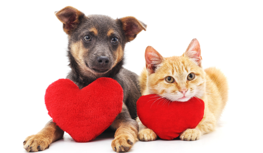 Be A Have A Heart Kennel Sponsor At Humane Society