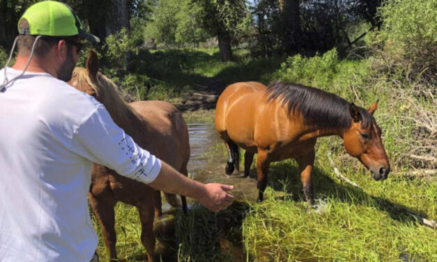 Montana Couple Rescues Horse From Drowning In River