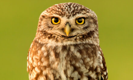 Register For Discover Owls With A State Park Ranger, July 13