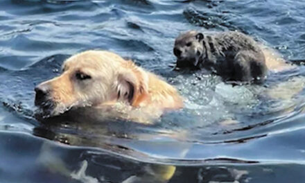 Dog Caught On Video Giving Woodchuck A Ride In Lake