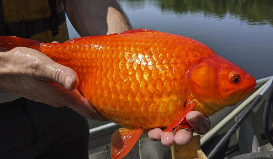 Unwanted Pets: Giant Goldfish Turn Up In Minnesota Waterways