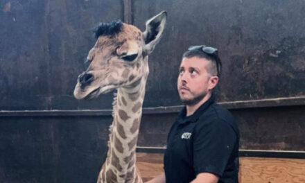 A Big Baby: Zoo’s Newborn Giraffe Stands 6 Feet Tall