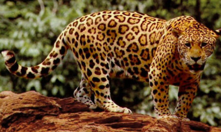 Florida Zoo: Man Injured By Jaguar After Crossing Barrier