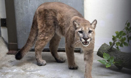 Cougar That Was Kept As Illegal Pet Removed From NYC Home