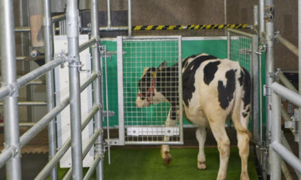 No Bull: Scientists Potty Train Cows To Use ‘Mooloo’