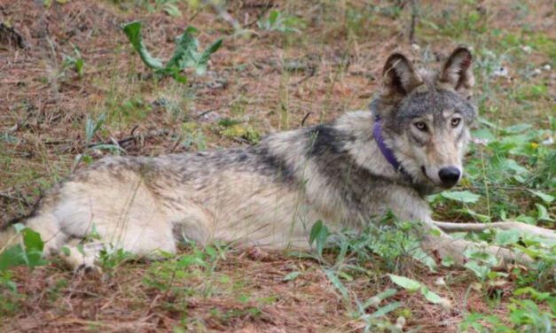 Wolf Spotted In Southern California May Be From Oregon