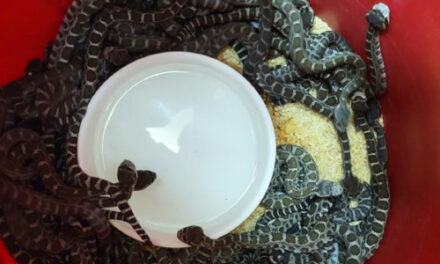 More Than 90 Snakes Found Under Northern California Home