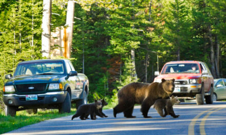 Well-Known Grizzly And 4 Cubs Spotted In Wyoming Downtown