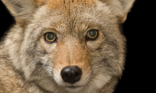 Pack Of Coyotes Surrounds Dog Walker In Massachusetts