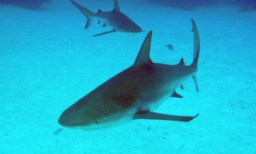 Extinct Shark Named After LSU Museum Official