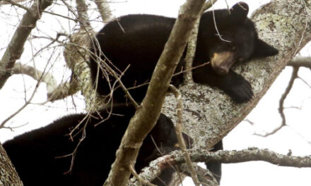 Mama Bear & Three Cubs Climb Tree, Take Nap In Urban Virginia