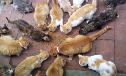Accidental Shooting Leads Police To Home With 70+ Cats