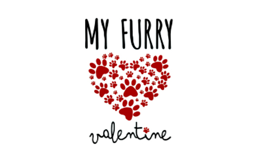 Hickory Hosts My Furry Valentine