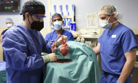 In 1st, US Surgeons Transplant Pig Heart Into Human Patient