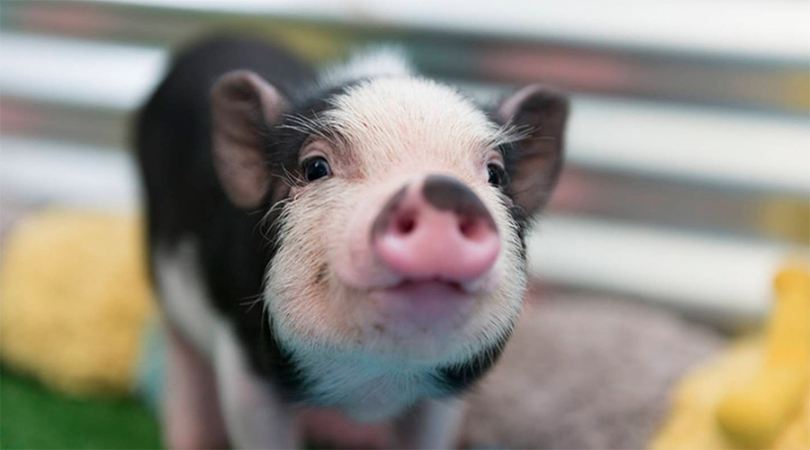 ‘Adorable’ Piglet Found Wandering City