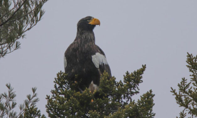 Rare Eagle Seen In Maine, Wowing Birders, Might Stay A Bit