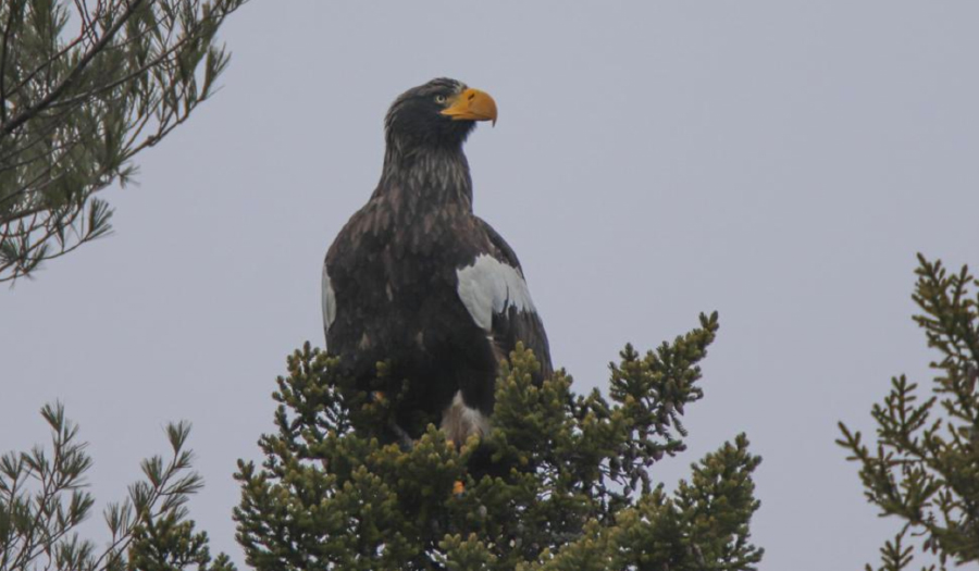 Rare Eagle Seen In Maine, Wowing Birders, Might Stay A Bit