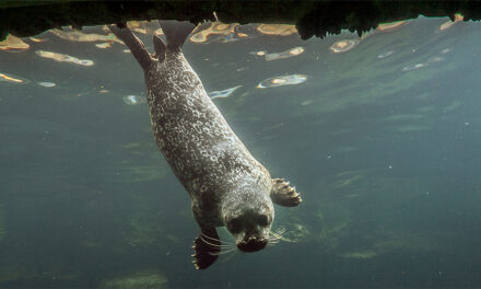 Seal Skips Ocean, Makes Home 100 Miles Up Hudson River