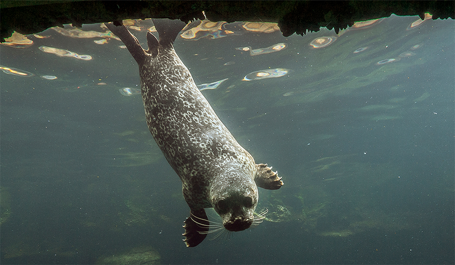 Seal Skips Ocean, Makes Home 100 Miles Up Hudson River