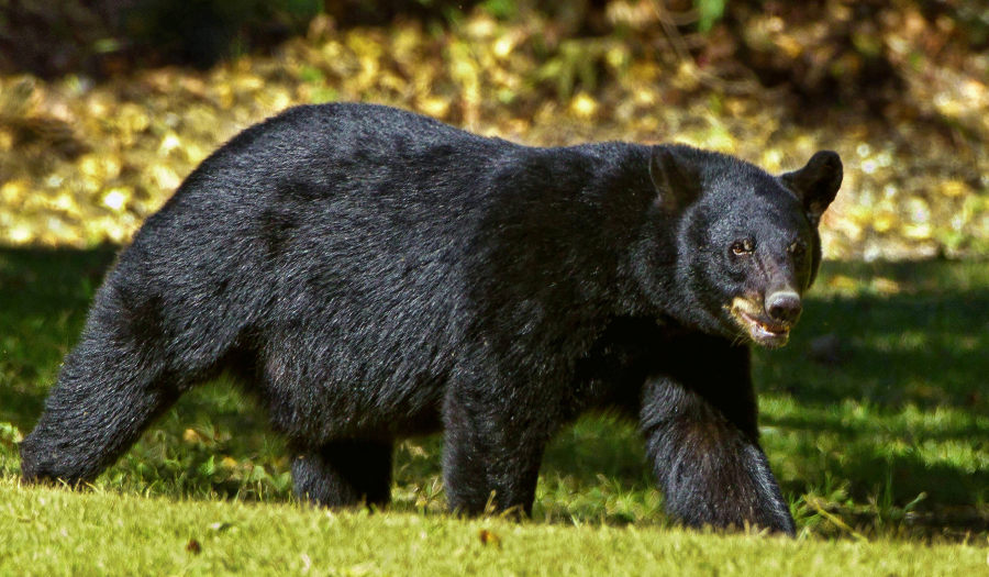 Huge Tahoe Bear Breaks Into Homes As It Eludes Capture