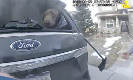 Colorado Deputy Rescues Pup From A Burning SUV