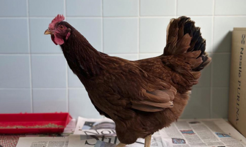Wandering Hen Taken Into Custody At Pentagon Security