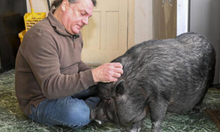 Emotional Support Or Hogwash? Man Fights To Keep His Pet Pig
