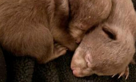 Man Pleads Guilty To Taking 2 Baby Bears From Their Den
