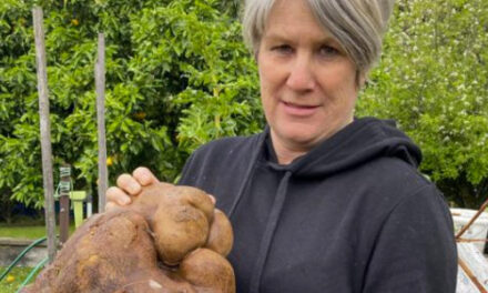 Nice Try But No Potato For New Zealand Couple’s Giant Find