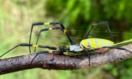 Asian Spider Could Spread To Much Of East Coast
