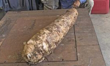 Massive Hawaii Taro Root Could Be Largest Ever Harvested