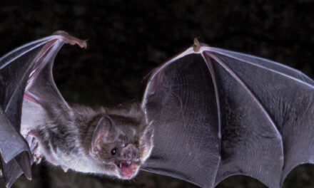 Scientists Figure Out How Vampire Bats Got A Taste For Blood