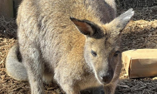 Missing Wallaby Found Hiding In Bush Near Zoo Exhibit