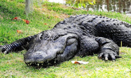 Large Alligator Saunters Through Florida Neighborhood