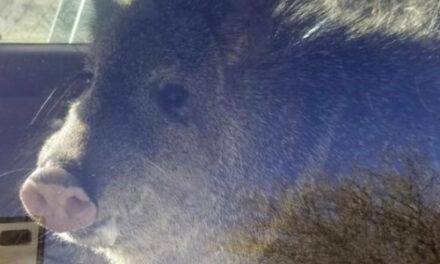 Hungry Javelina Gets Stuck In Car, Goes For Ride In Arizona
