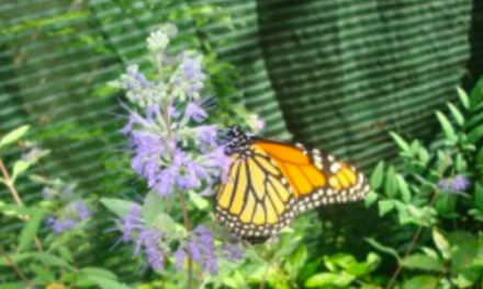 CSC’s Flutter-By Butterfly Habitat Is Back! Special Members-Only Viewing On Saturdays