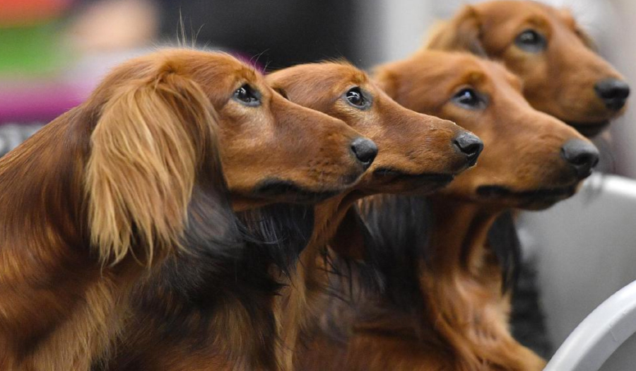 Your Dog’s Personality May Have Little To Do With Its Breed