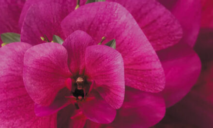 Ironwood Estate Orchids Celebrates 20 Years, 5/14 -5/22