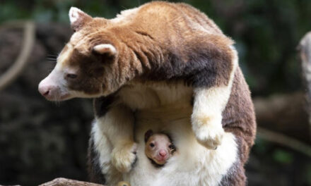 Bronx Zoo Announces Birth Of Rare Tree Kangaroo