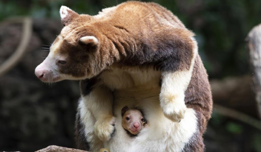 Bronx Zoo Announces Birth Of Rare Tree Kangaroo