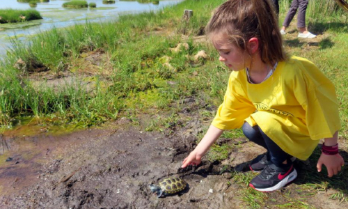 Happy Together: Orphaned  Turtles & Kids Who Set Them Free